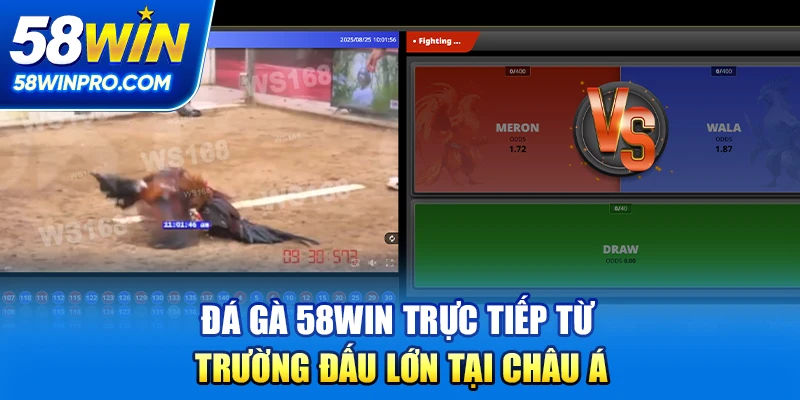 Đá gà 58win trực tiếp từ trường đấu lớn tại Châu Á