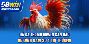 Đá Gà Thomo 58WIN - Sàn Đấu Kê Đình Đám Số 1 Thị Trường