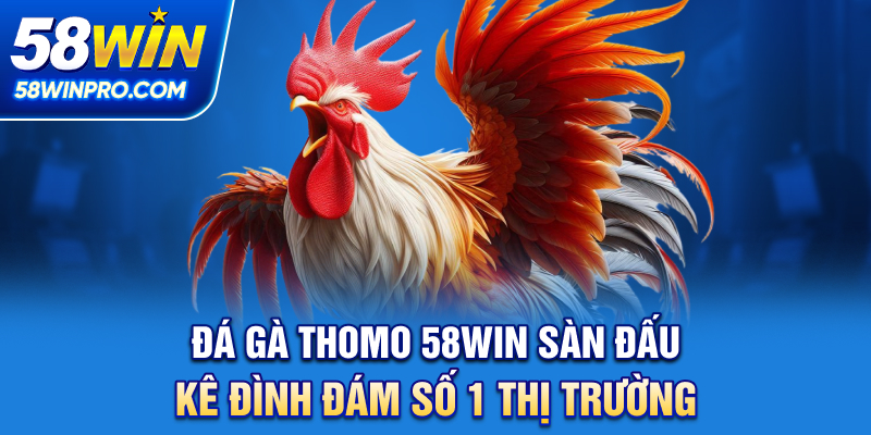 Đá Gà Thomo 58WIN - Sàn Đấu Kê Đình Đám Số 1 Thị Trường