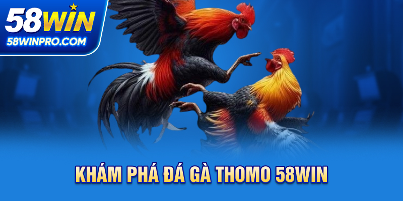 Khám phá đá gà thomo 58WIN